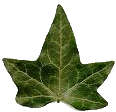 ivy leaf